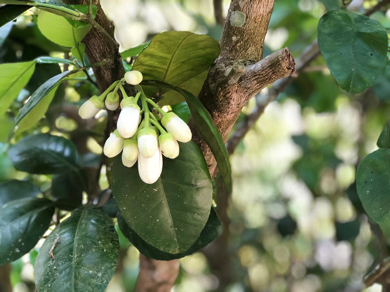 tree fruit fact leaf free photo