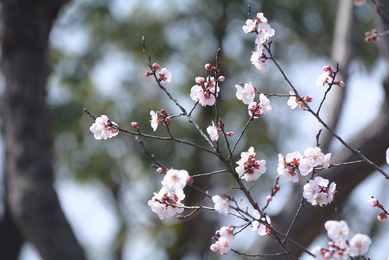 tree branch cherry wood free photo