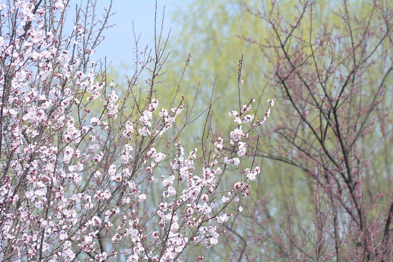 tree season branch free photo