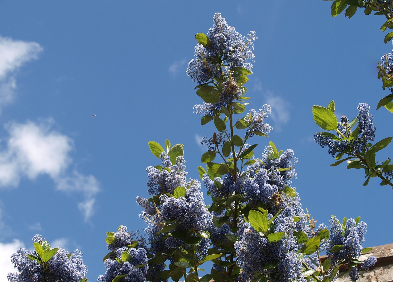 tree flora nature free photo