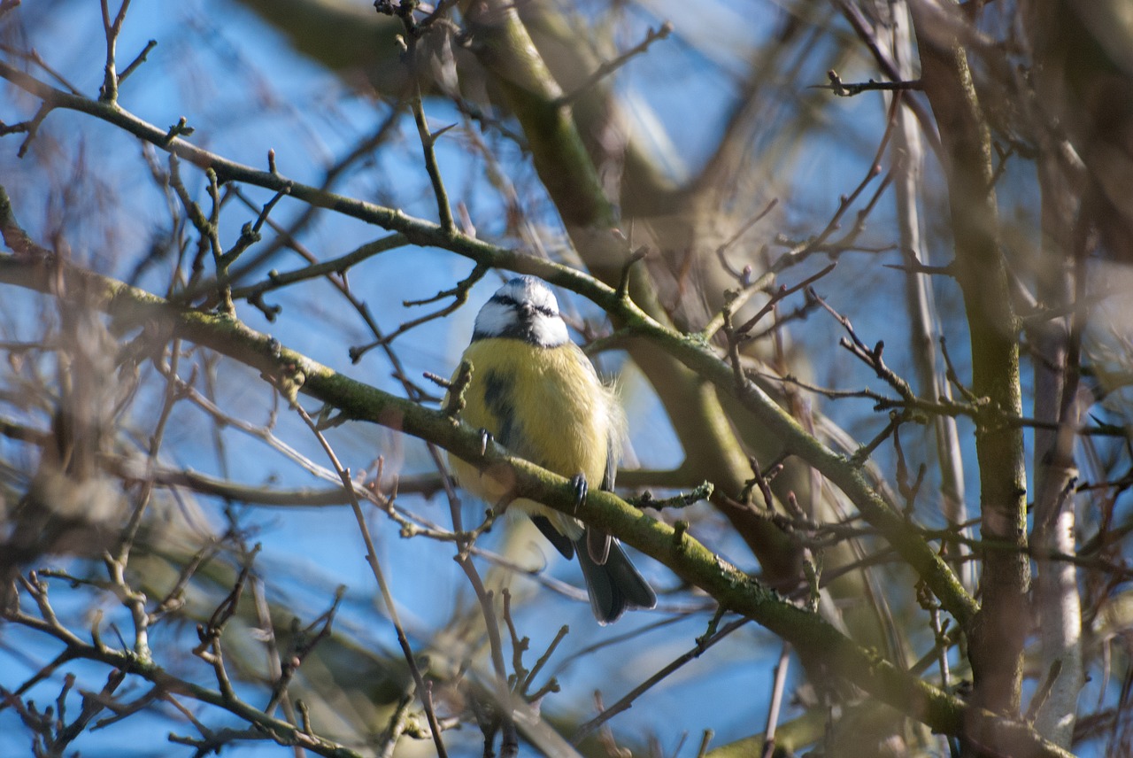 tree nature bird free photo