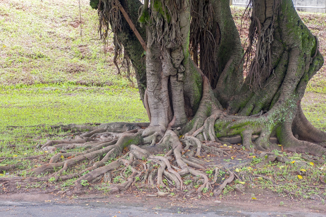 tree nature wood free photo