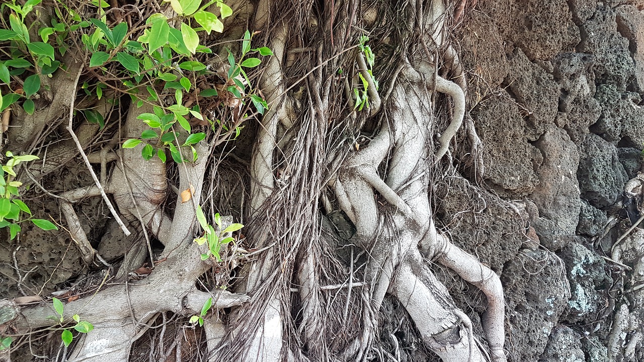 tree nature root free photo