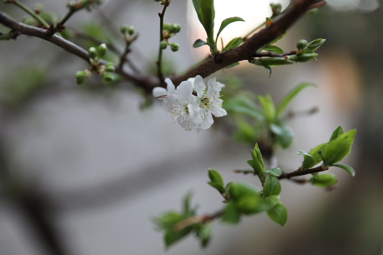 tree branch nature free photo