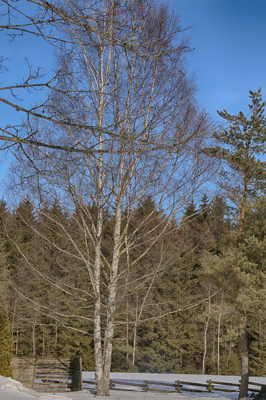 tree winter nature free photo