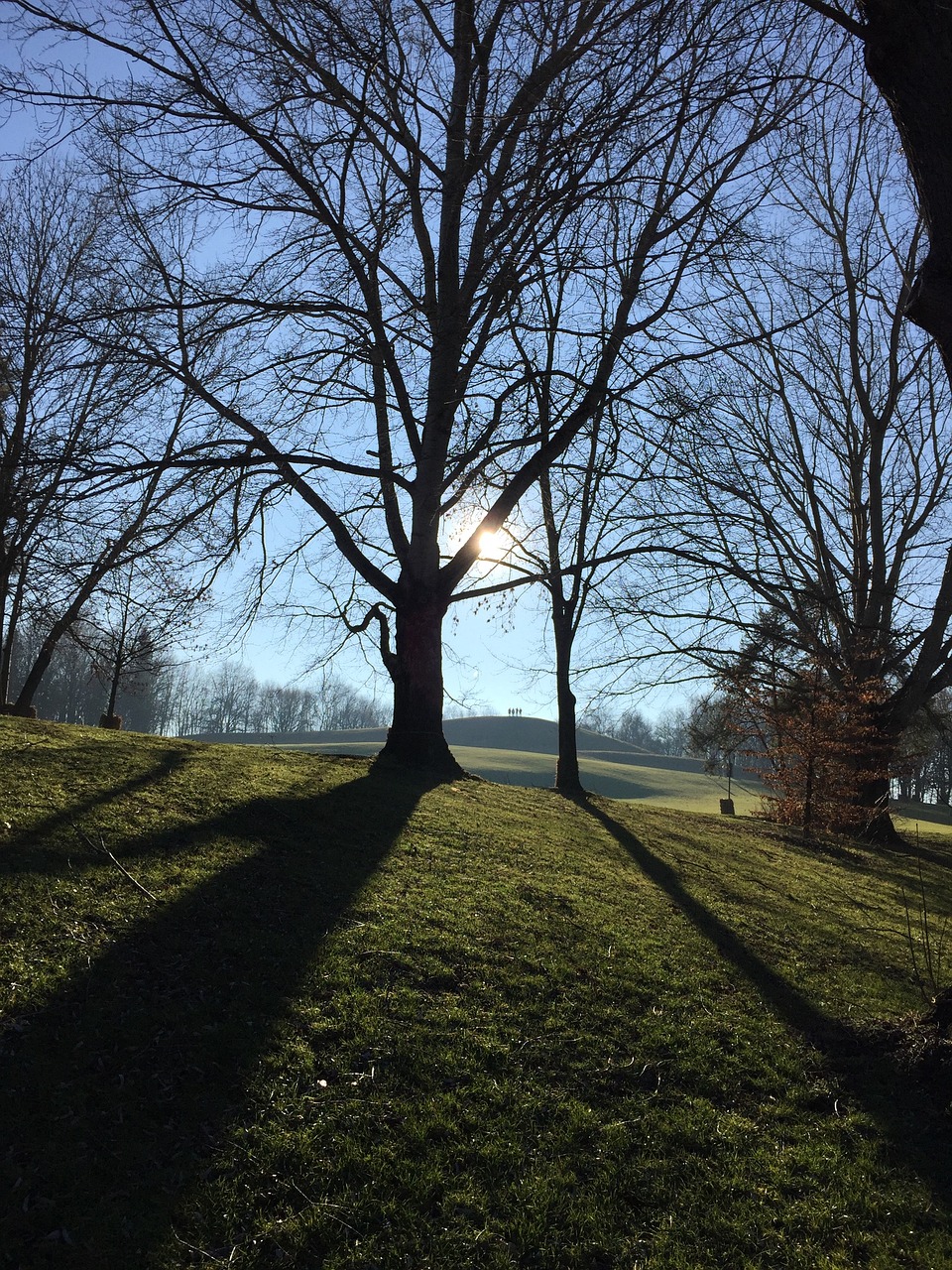 tree landscape wood free photo