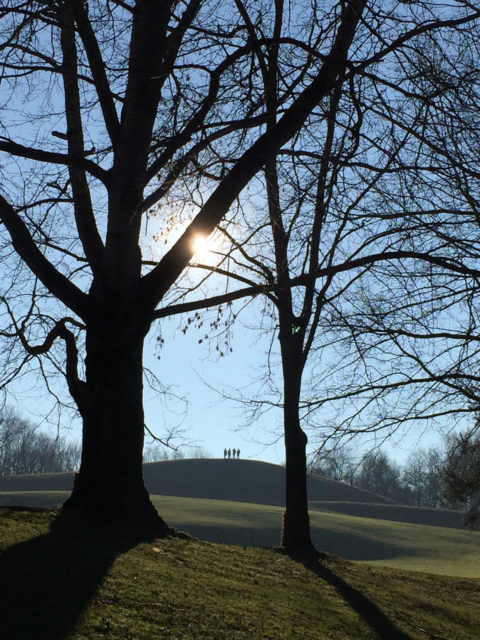 tree branch landscape free photo