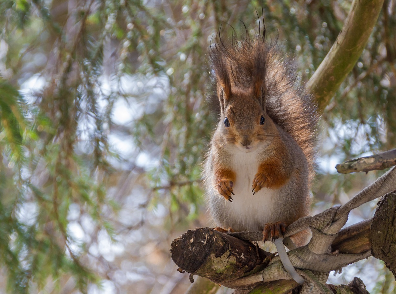 tree nature wild animals free photo