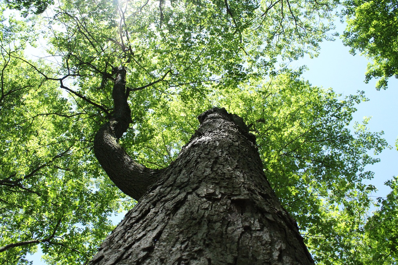 tree wood nature free photo