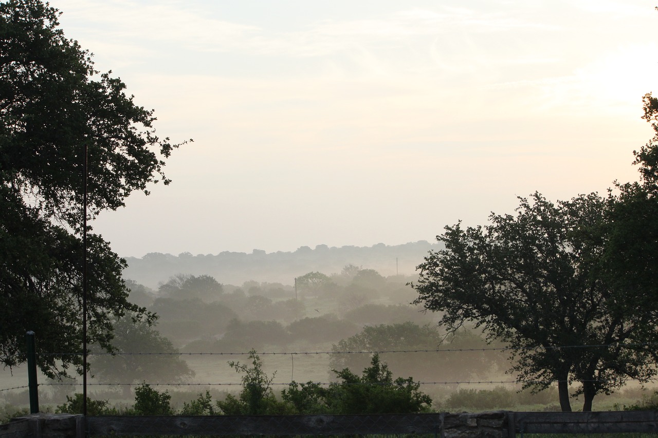 tree nature fog free photo