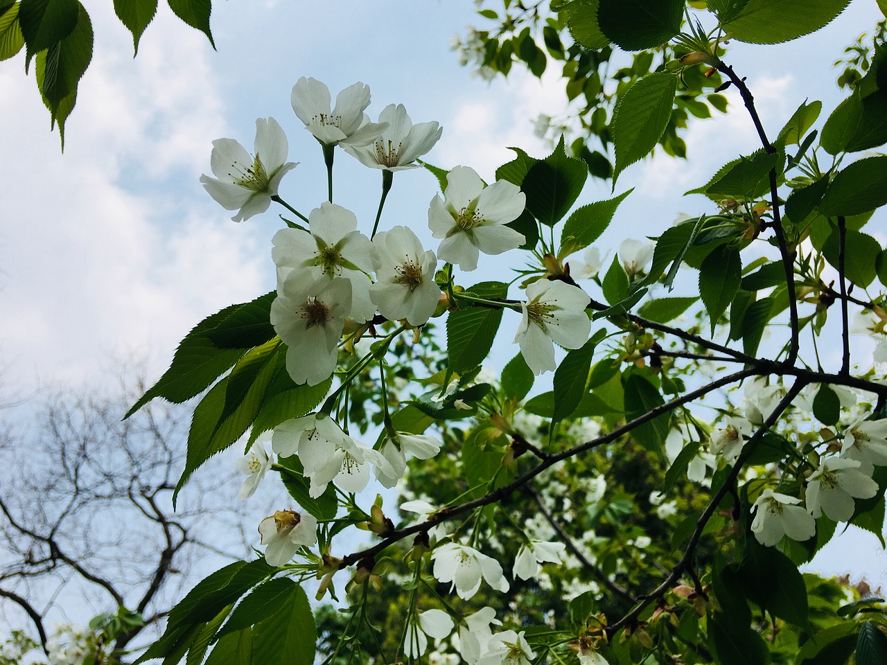 tree plant branch free photo