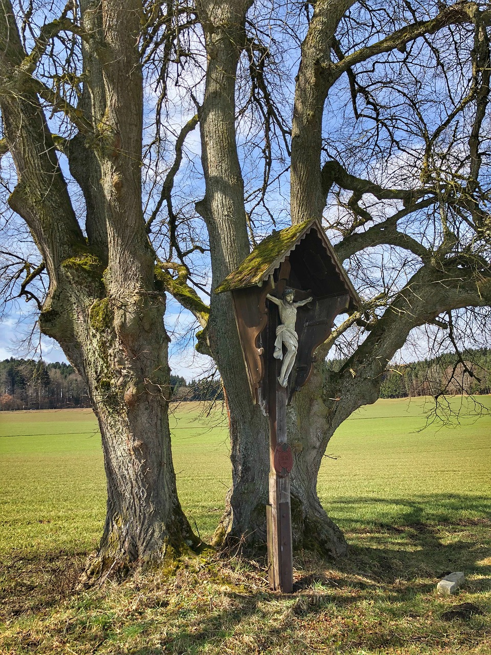 tree nature landscape free photo