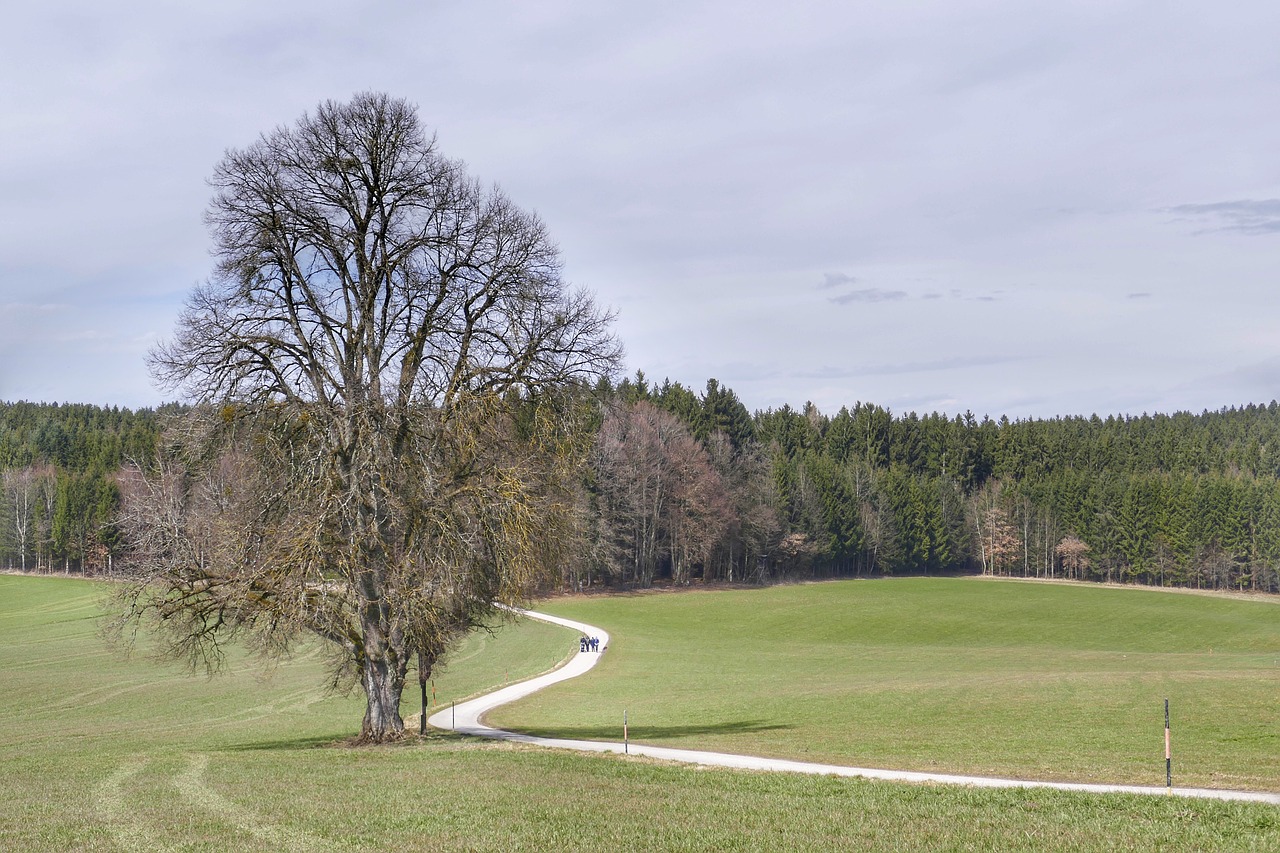 tree golf landscape free photo