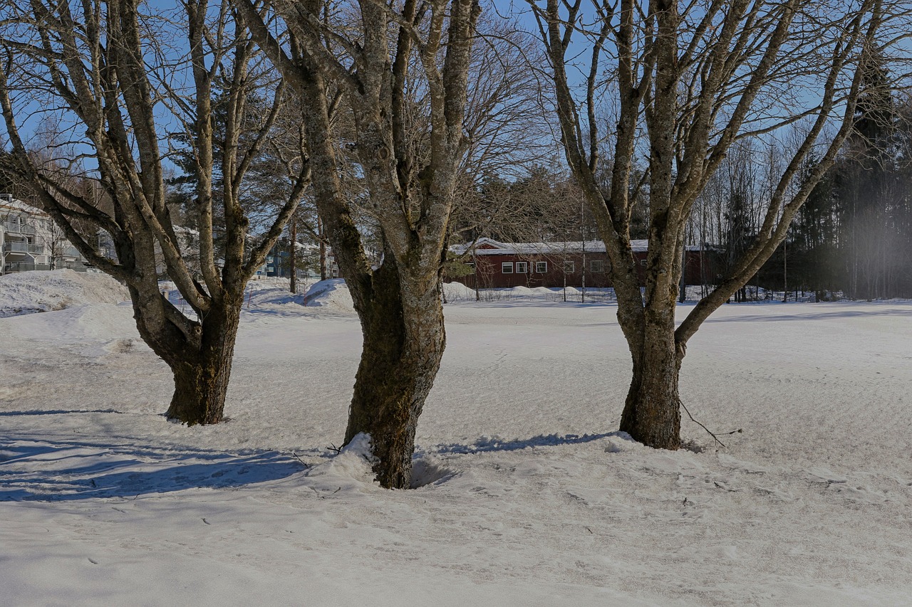 tree winter landscape free photo