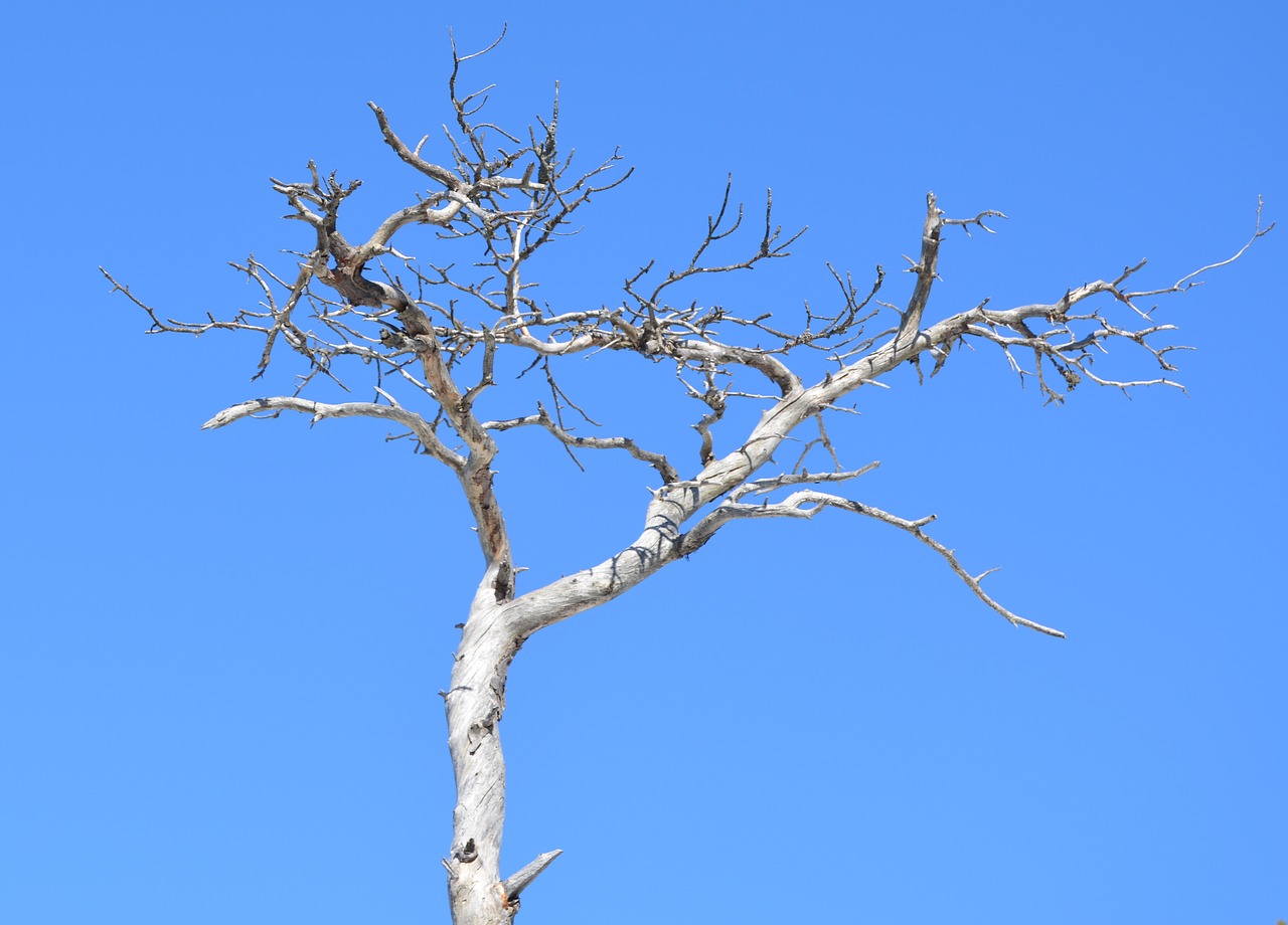 tree branch nature free photo