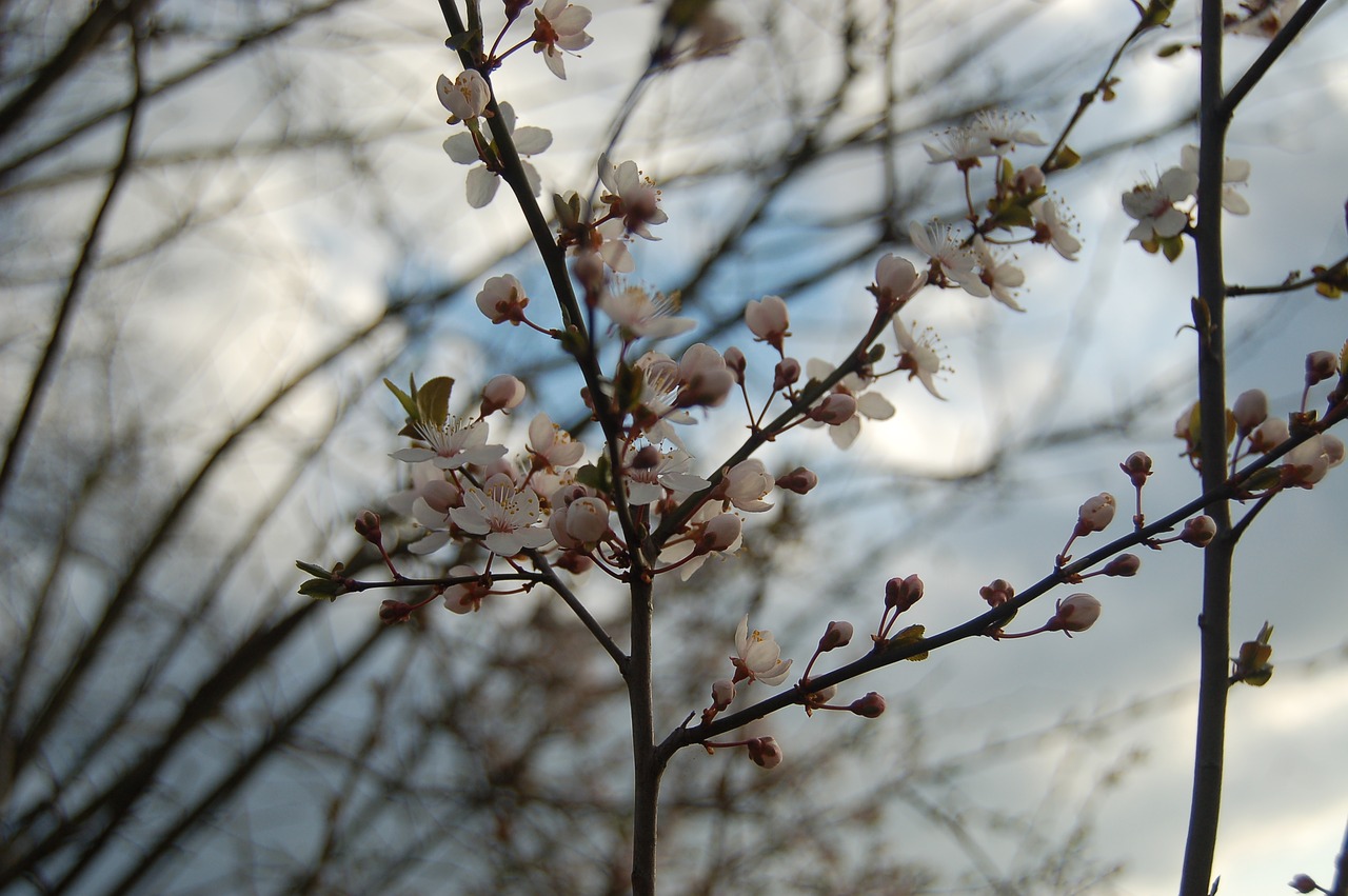 tree branch nature free photo