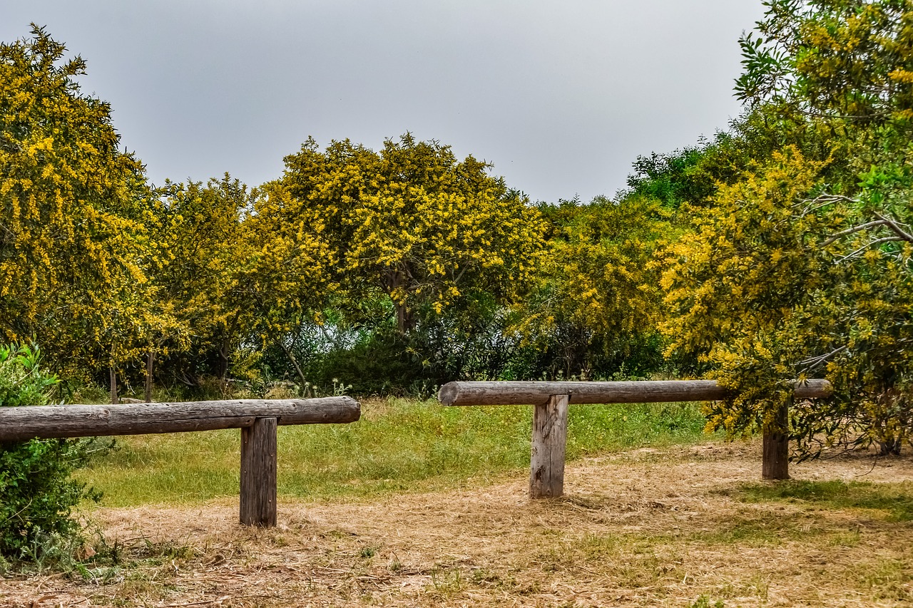 tree mimoza landscape free photo