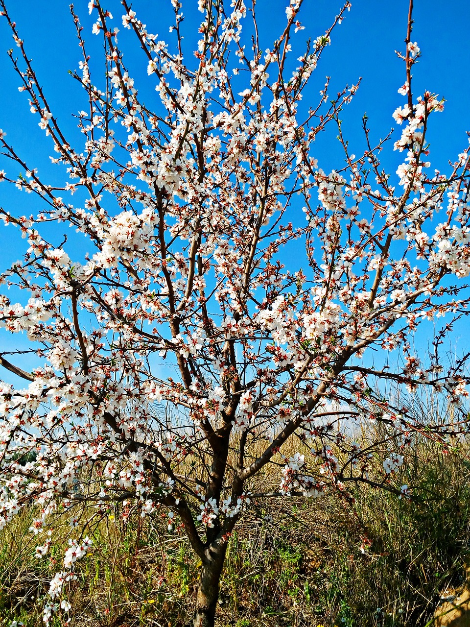 tree branch cherry free photo