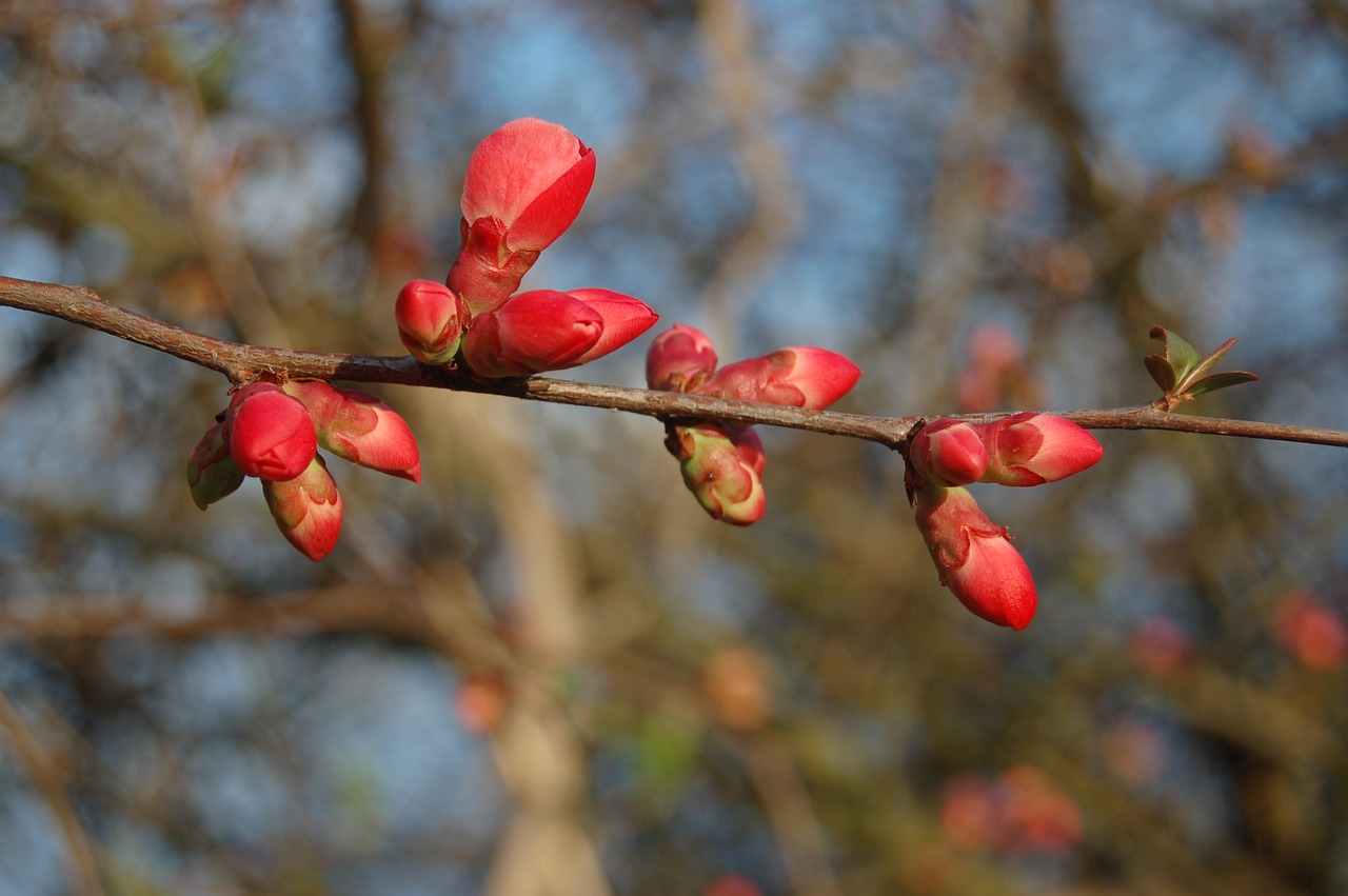 tree branch nature free photo