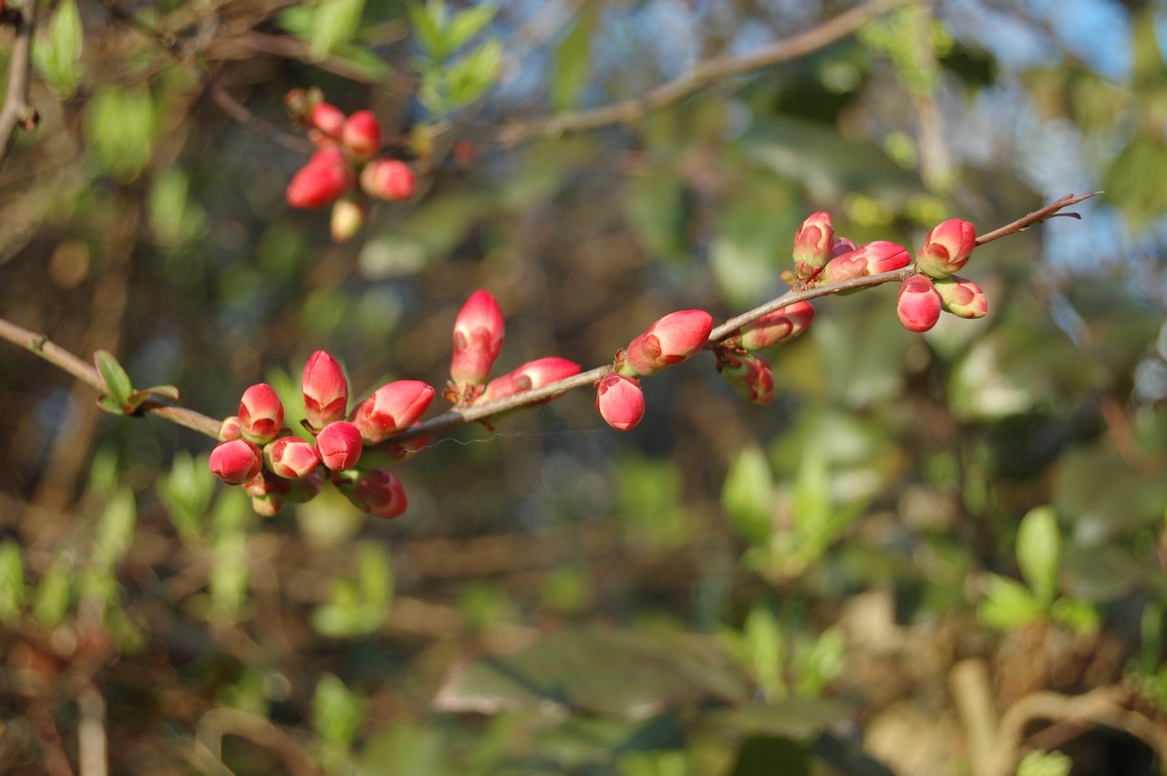 tree nature branch free photo