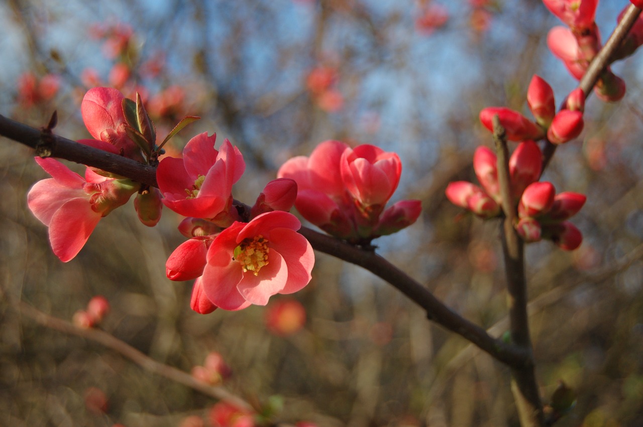 tree branch flower free photo