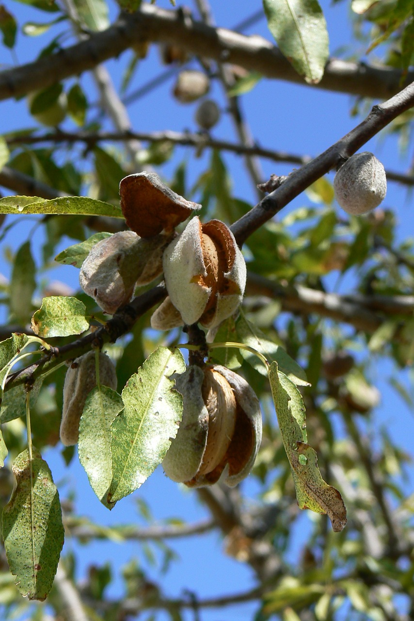 tree fruit branch free photo