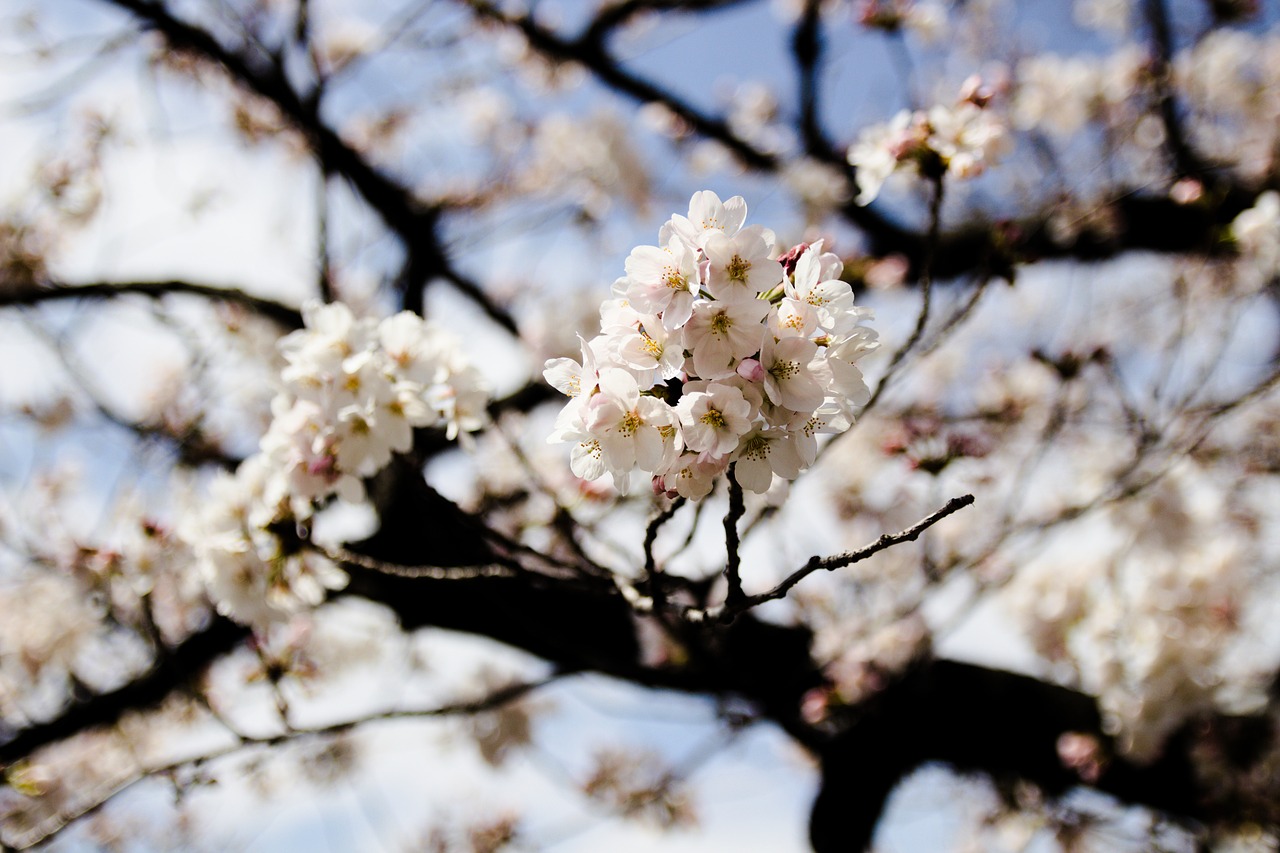 tree cherry branch free photo