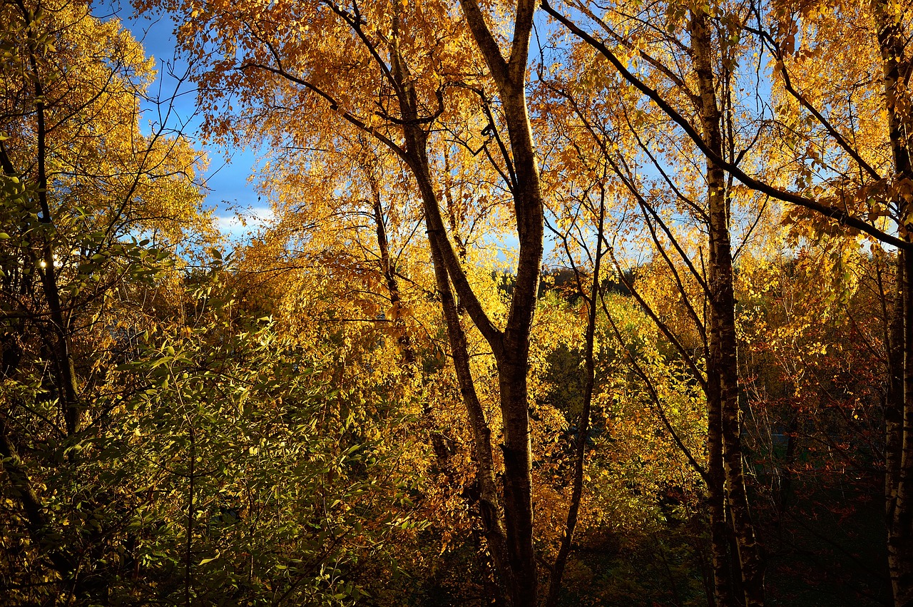 tree autumn wood free photo