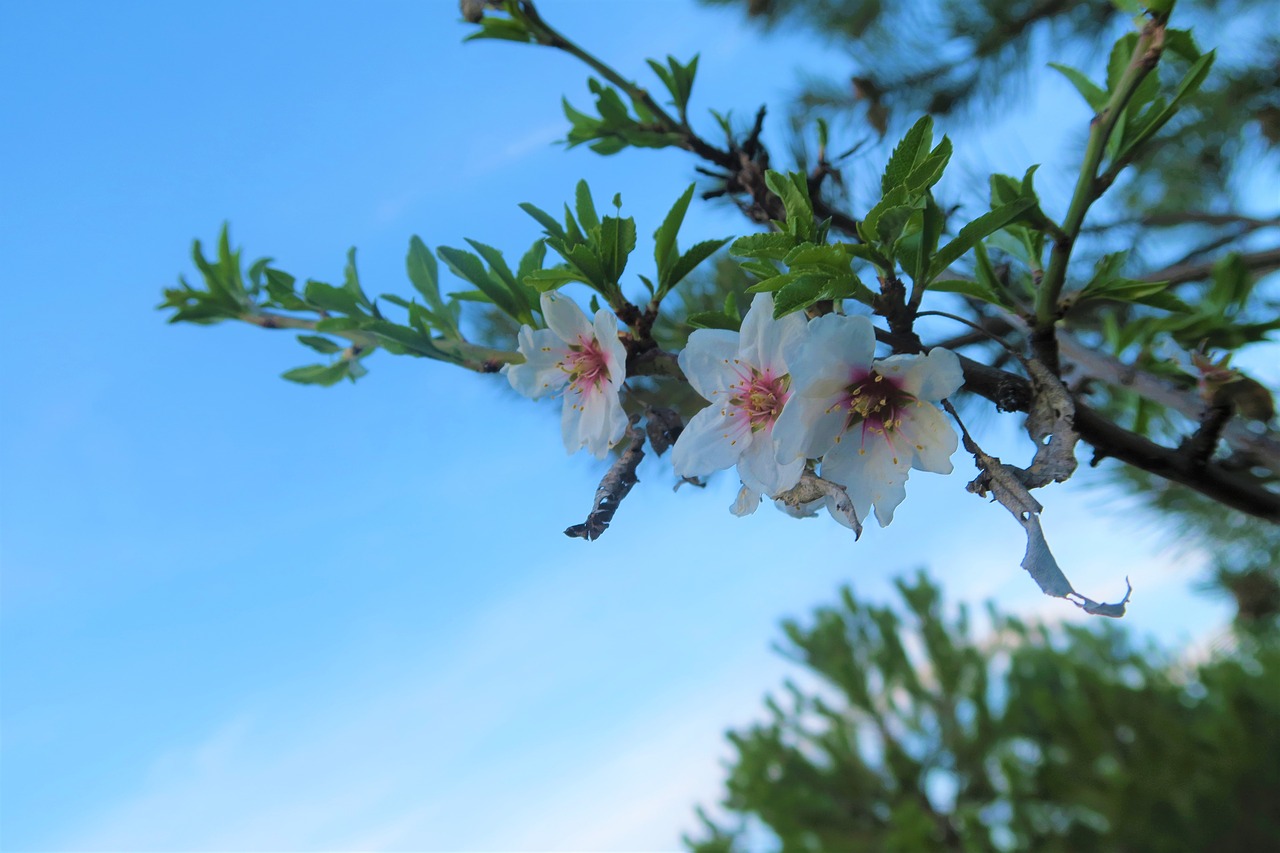 tree flower nature free photo