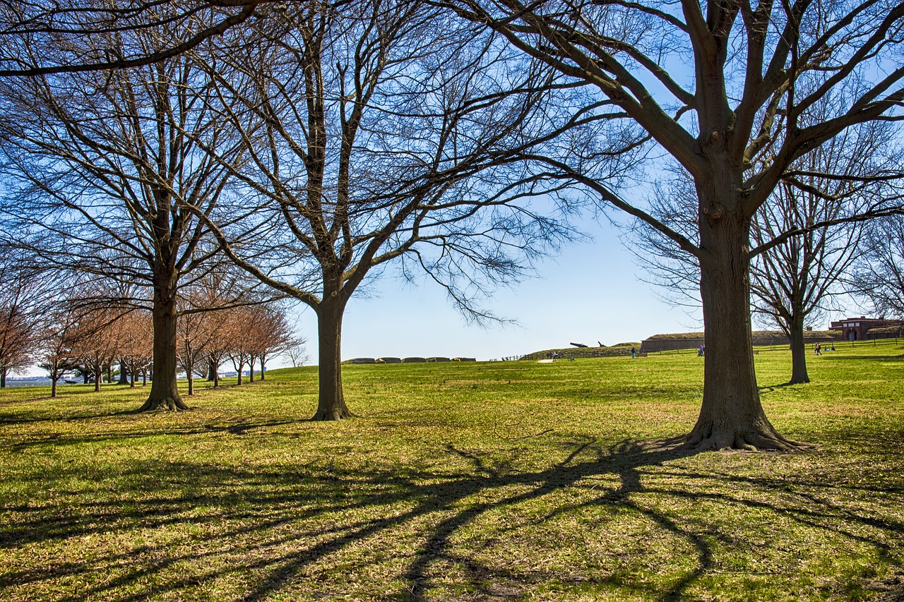 tree landscape nature free photo