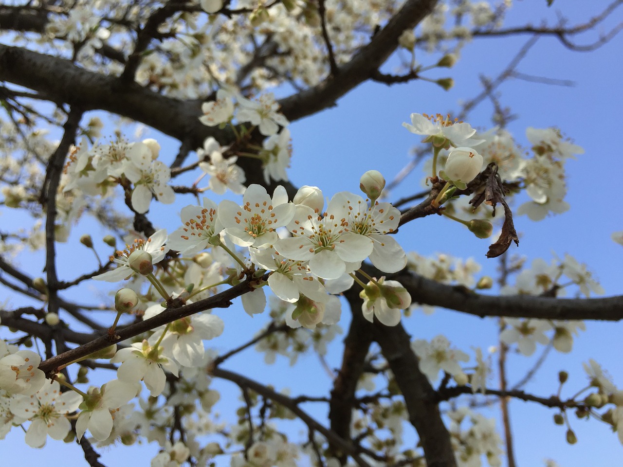 tree branch cherry free photo