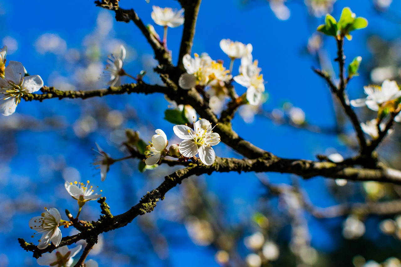 tree branch cherry free photo