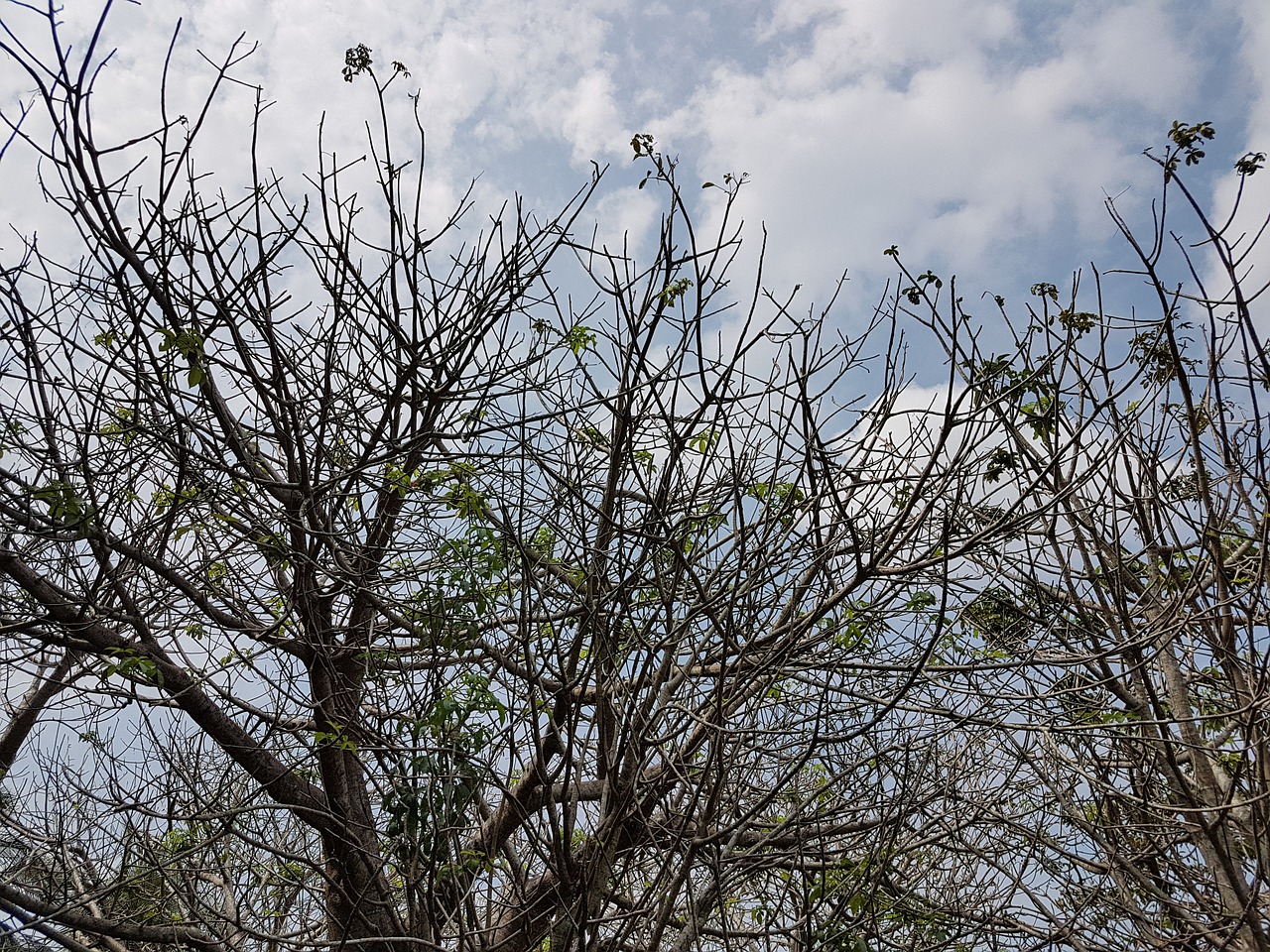 tree branch nature free photo