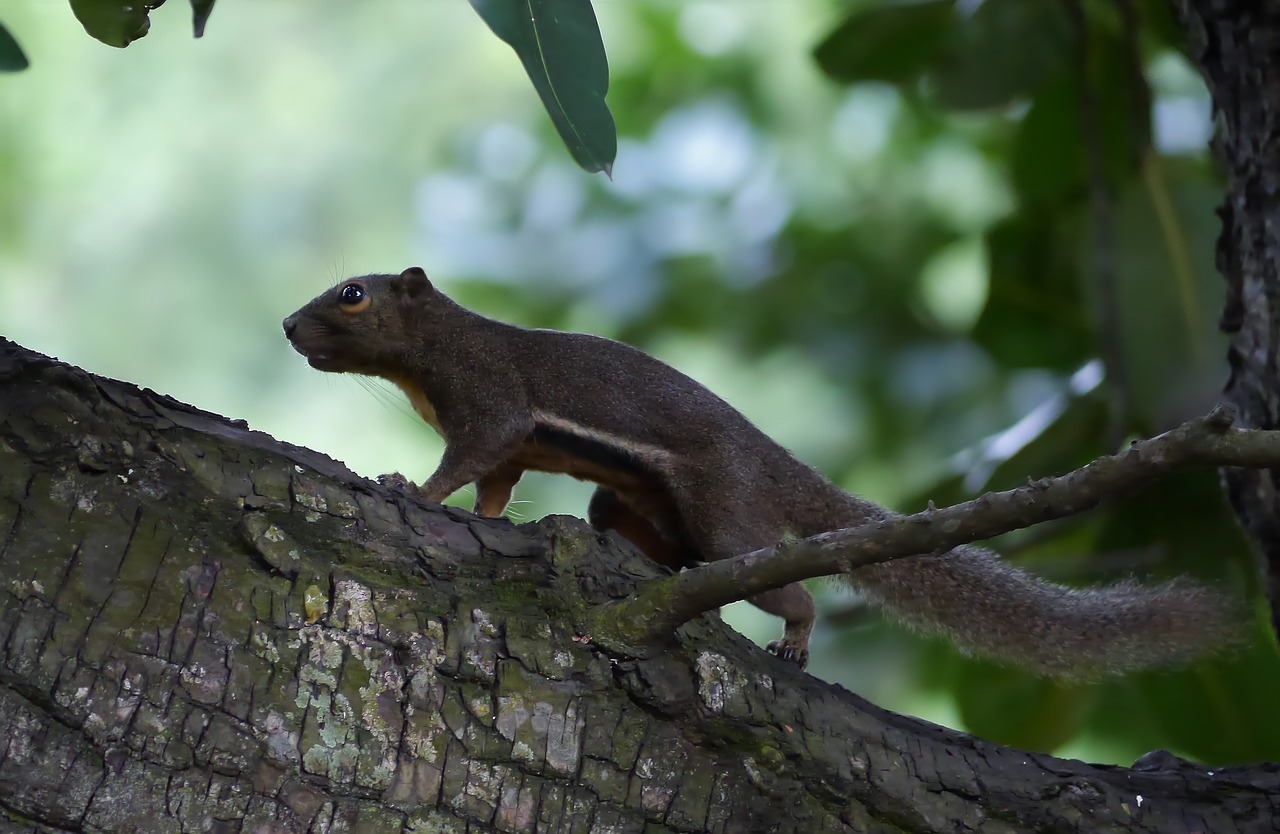 tree outdoors wildlife free photo