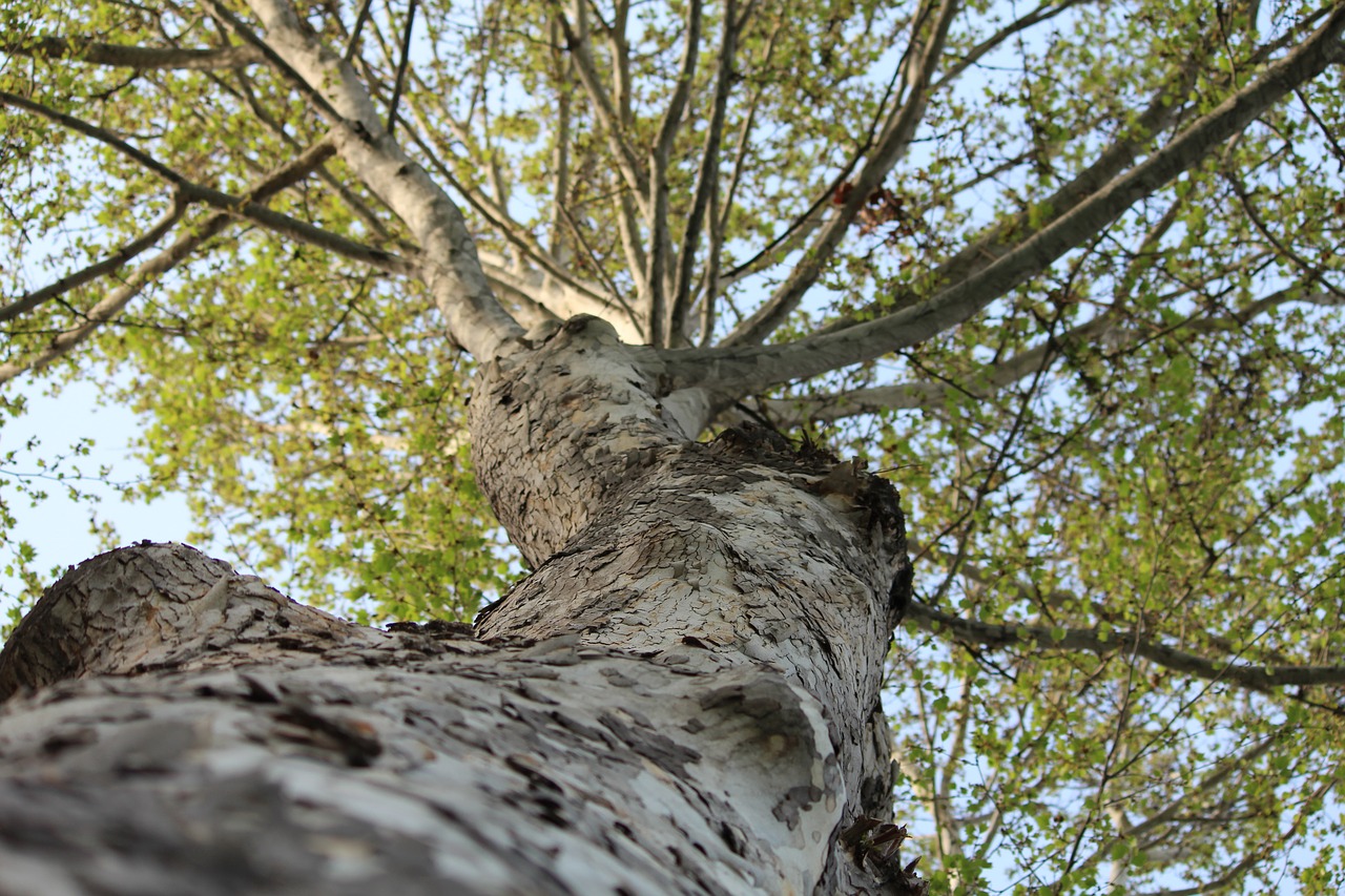 tree nature wood free photo