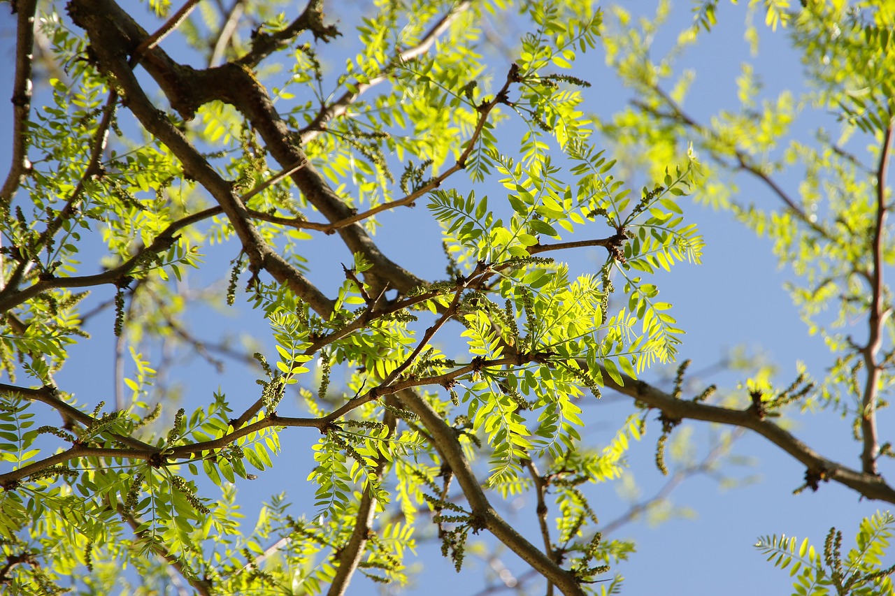 tree leaf nature free photo