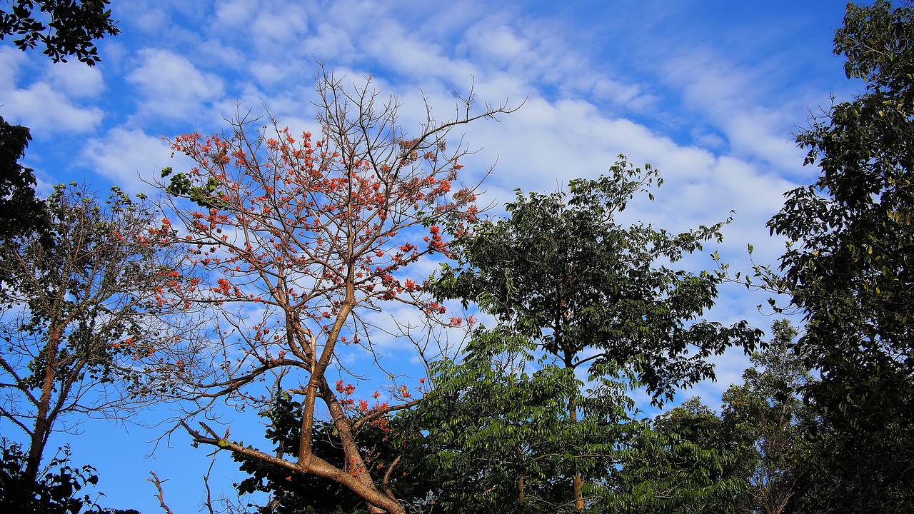 tree nature wood free photo