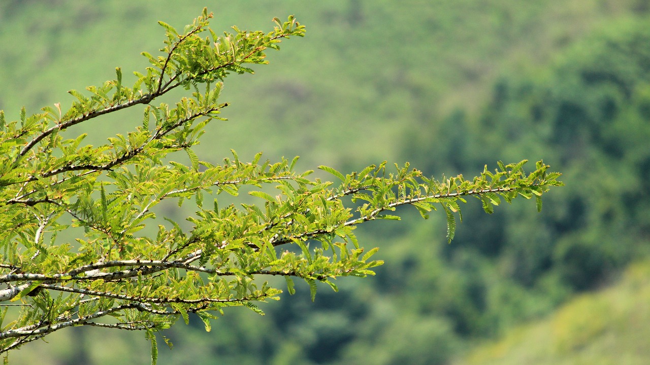 tree nature season free photo