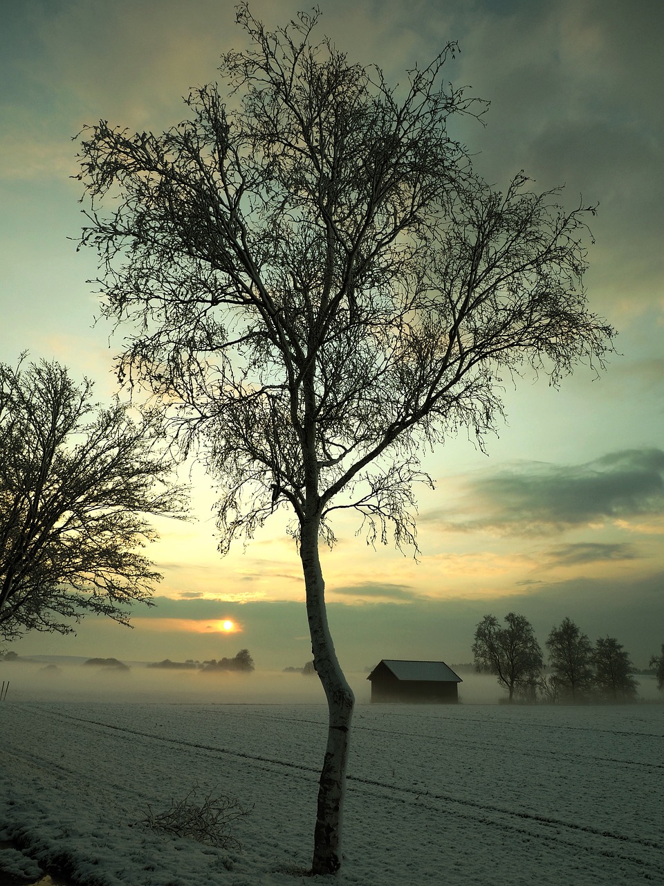 tree nature dawn free photo