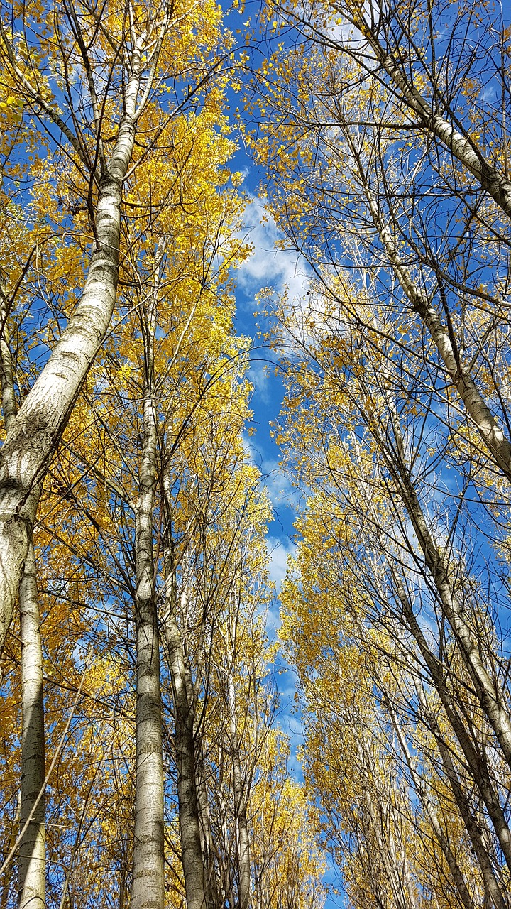 tree wood nature free photo