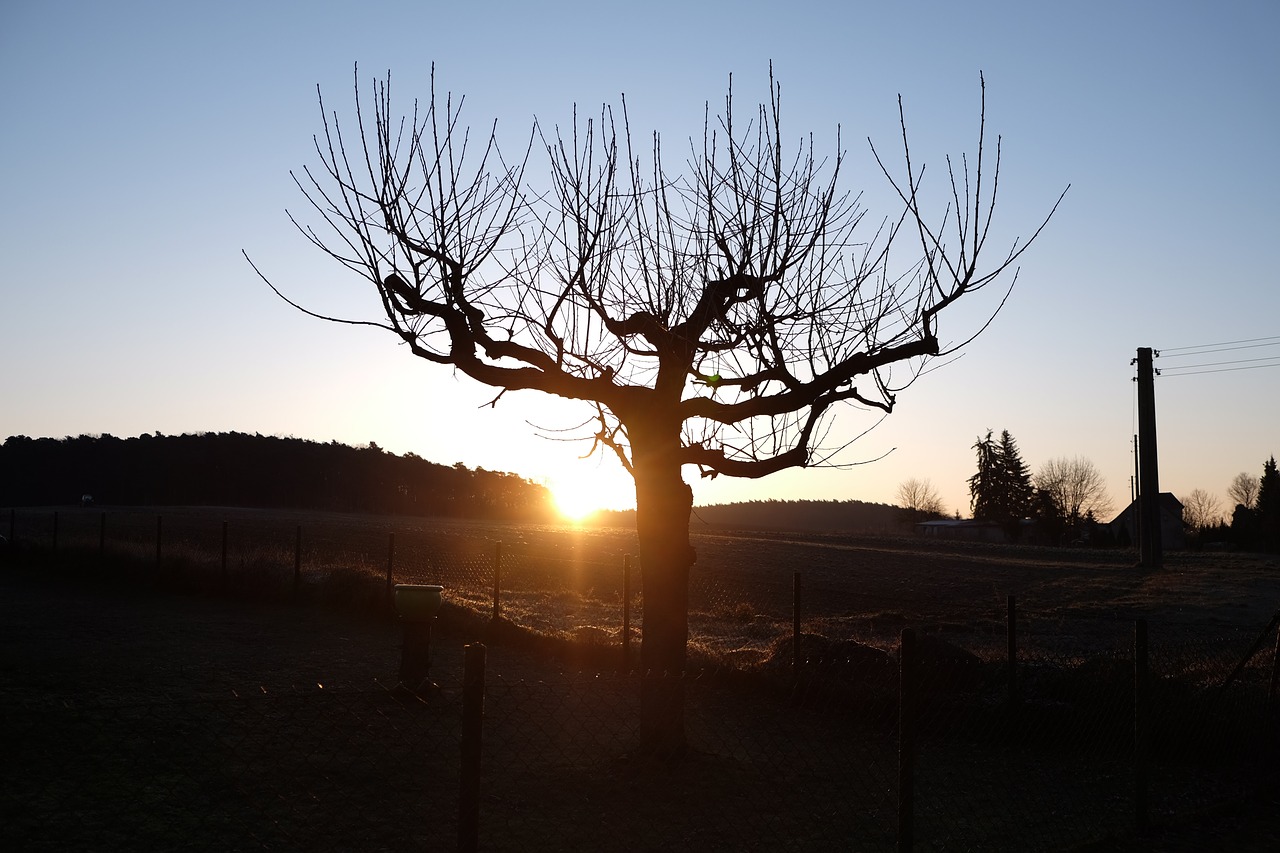 tree dawn landscape free photo