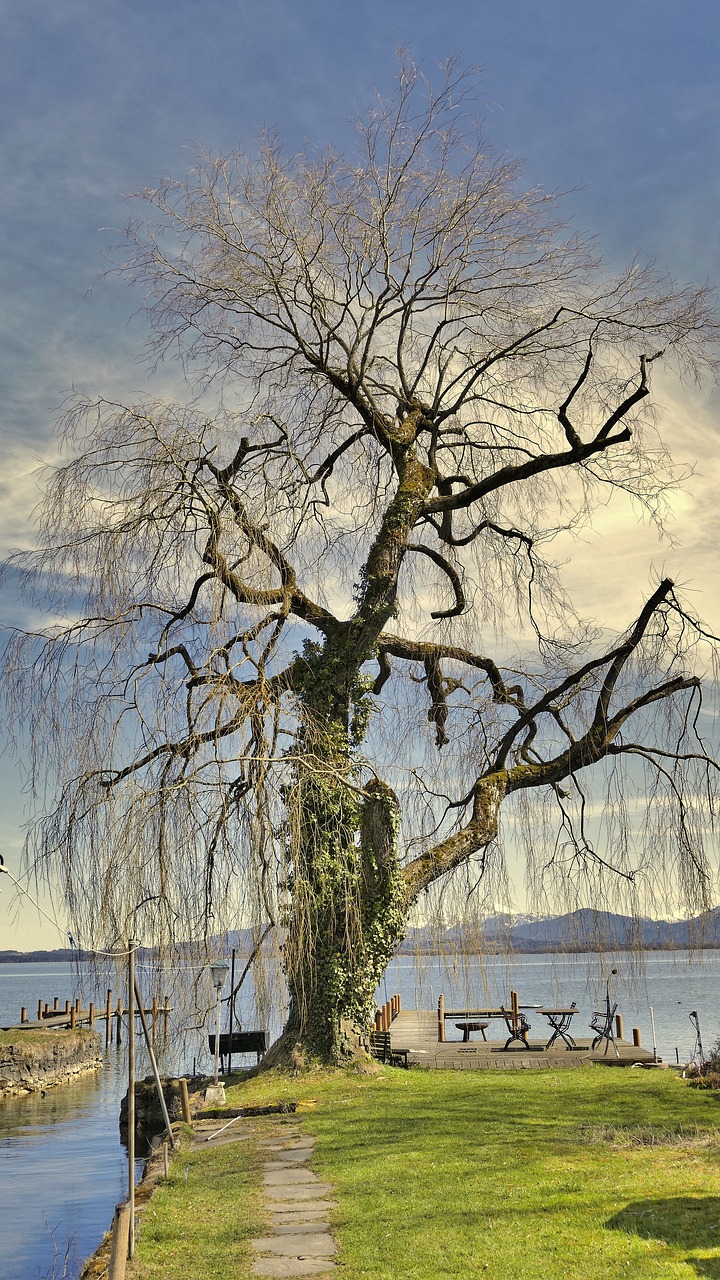 tree nature wood free photo