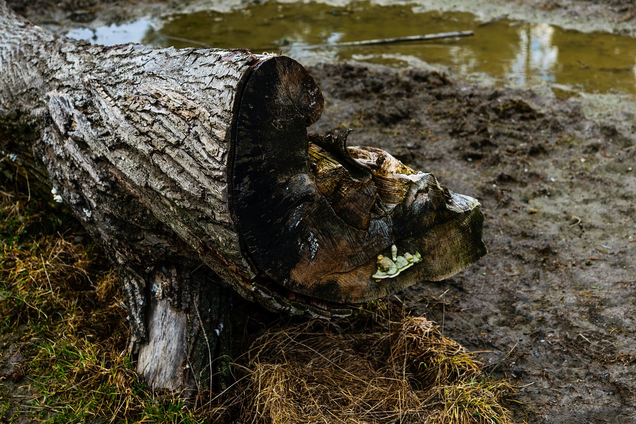 tree nature slovakia free photo