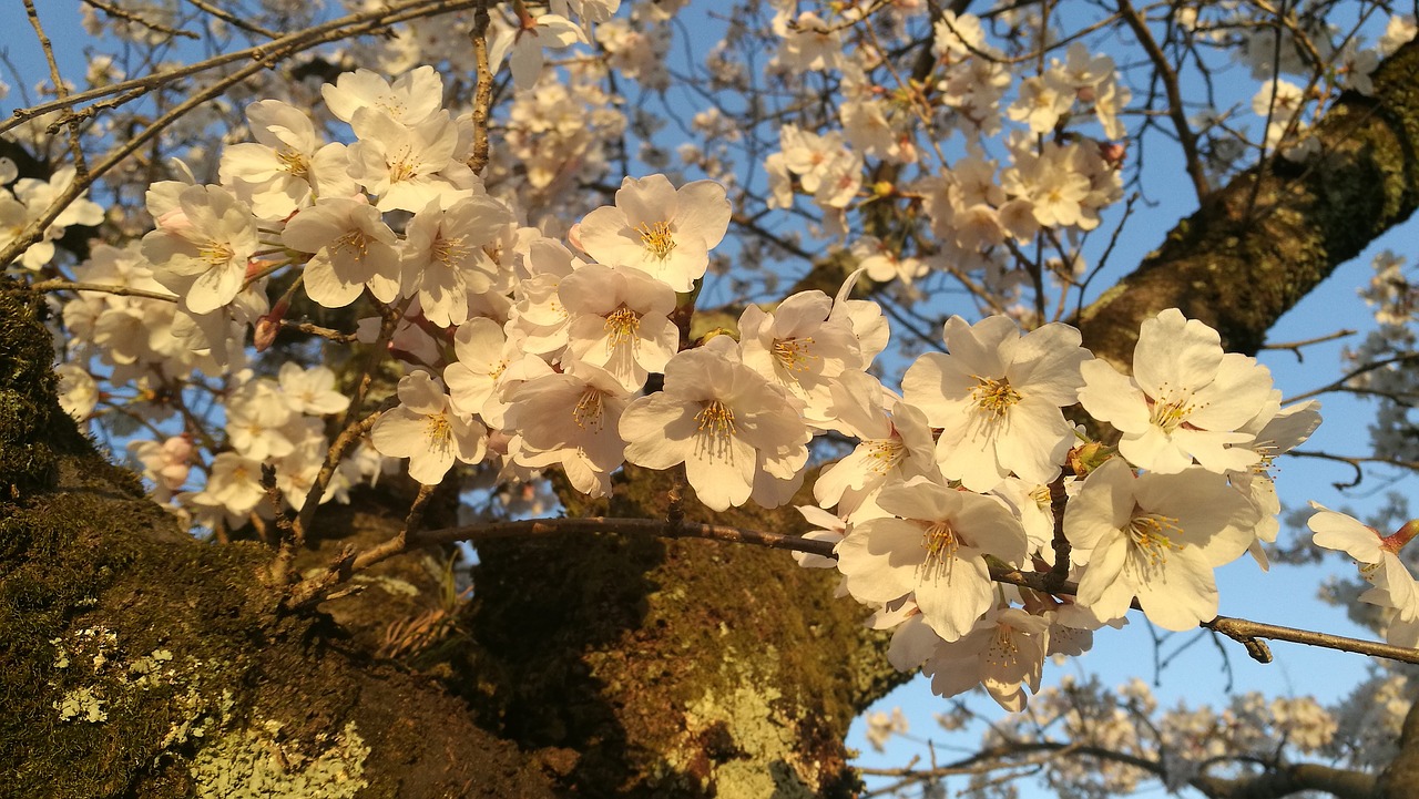 tree branch season free photo