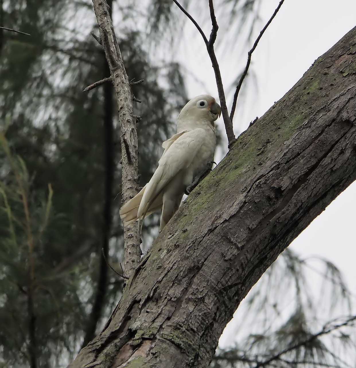 tree nature bird free photo