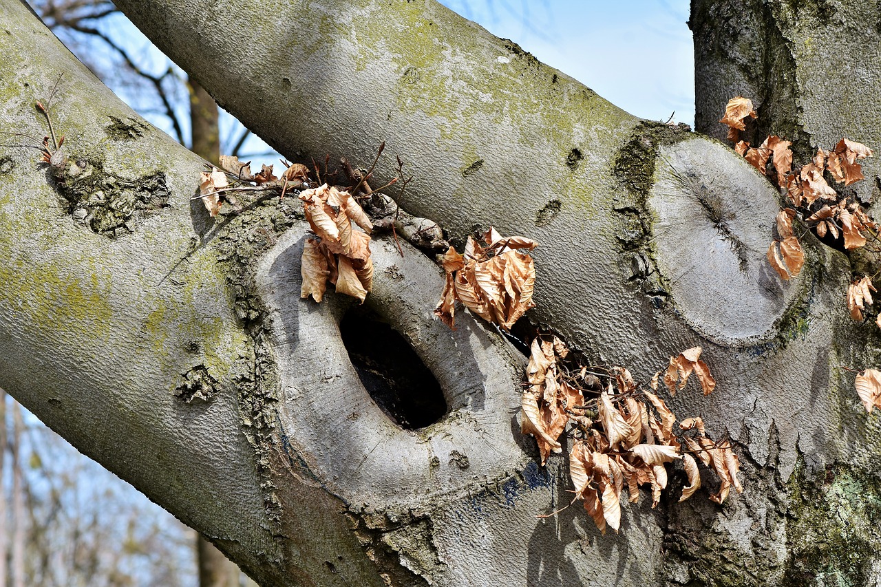 tree knothole gnarled free photo
