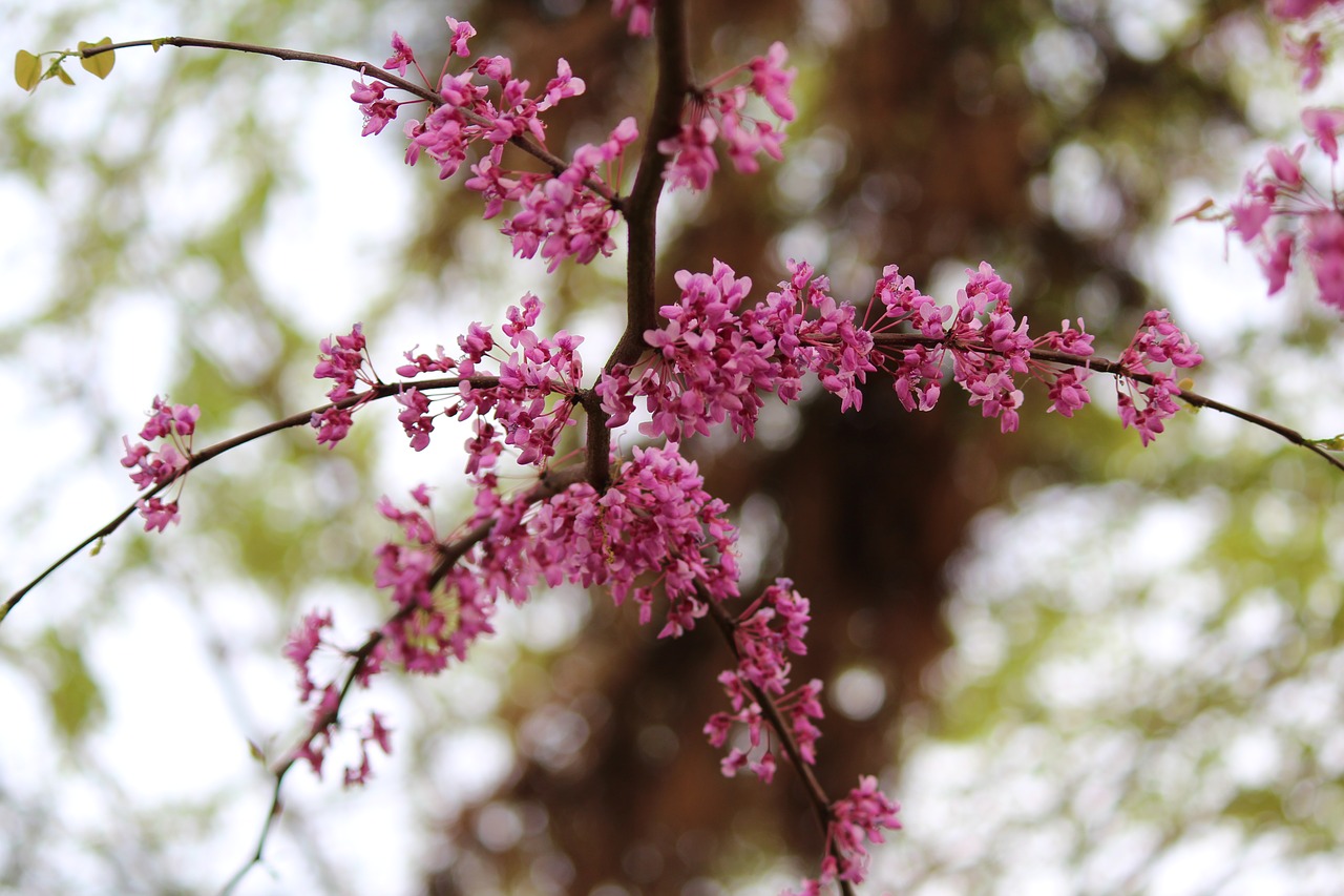 tree branch flower free photo