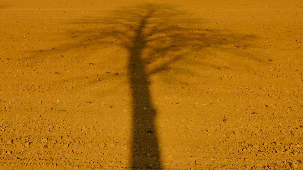tree shadow slihouette free photo
