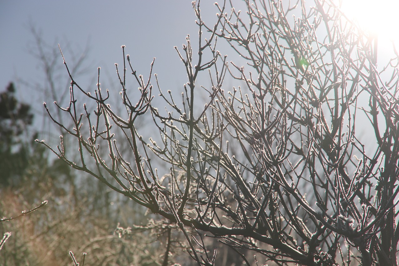 tree nature branch free photo