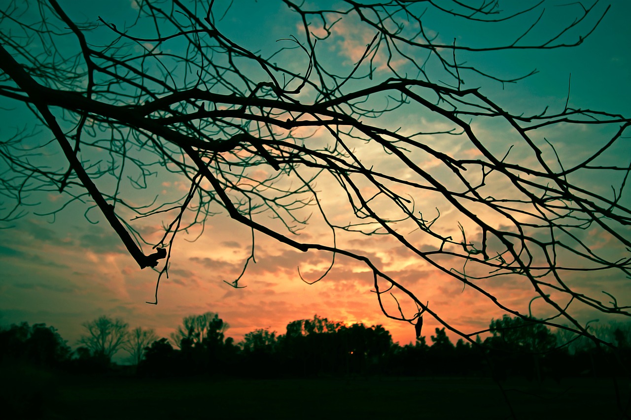 tree nature sky free photo